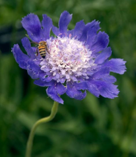 Scabiosa caucasica 'Fama blue'